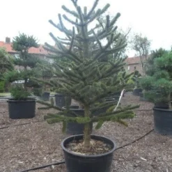 Apeboom (Araucaria Araucana) -Goedkope Tuin Sprankel Winkel araucaria araucana 225 250
