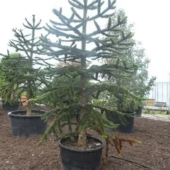 Apeboom (Araucaria Araucana) -Goedkope Tuin Sprankel Winkel araucaria araucana 275 300