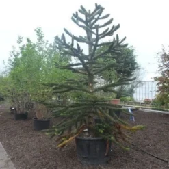 Apeboom (Araucaria Araucana) -Goedkope Tuin Sprankel Winkel araucaria araucana 275 300 2