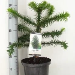 Apeboom (Araucaria Araucana) -Goedkope Tuin Sprankel Winkel araucaria araucana 30 40 c5 m 1