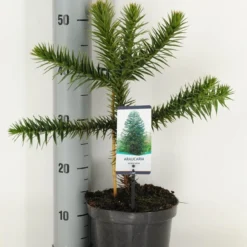Apeboom (Araucaria Araucana) -Goedkope Tuin Sprankel Winkel araucaria araucana c3 m 1