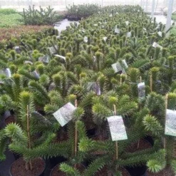 Apeboom (Araucaria Araucana) -Goedkope Tuin Sprankel Winkel araucaria c15
