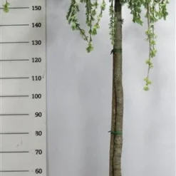 Treurceder Op Stam (Cedrus Libani 'Glauca Pendula') -Goedkope Tuin Sprankel Winkel bf626bb3ffe06d8a36e0e5cfc965630a