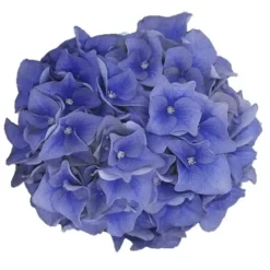 Hortensia Blue Ballad (Hydrangea 'Music Collection') -Goedkope Tuin Sprankel Winkel blue ballad