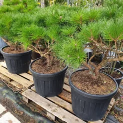 Meerstammige Japanse Pijnboom (Pinus Parviflora 'Brevifolia') -Goedkope Tuin Sprankel Winkel brevifolia