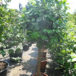 Camelia Op Stam (Camellia Japonica) -Goedkope Tuin Sprankel Winkel camellia japonica halfstam c35 50