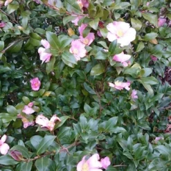 Camelia Als Boom (Camellia Sasanqua) -Goedkope Tuin Sprankel Winkel camellia sasangua 2 1