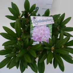 Dwergrhododendron (Rhododendron 'Caroline Allbrook') -Goedkope Tuin Sprankel Winkel car. allbrook c4 boven