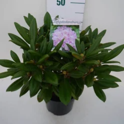 Dwergrhododendron (Rhododendron 'Caroline Allbrook') -Goedkope Tuin Sprankel Winkel car. allbrook c4 zij