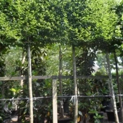 Haagbeuk Als Leiboom (Carpinus Betulus) -Goedkope Tuin Sprankel Winkel carpinus betulus fastigiata 20 25ho c150 leivorm 1