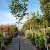 Laurier Als Boom (Prunus Laurocerasus 'Caucasica') -Goedkope Tuin Sprankel Winkel caucasica