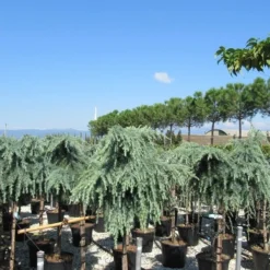 Treurceder Op Stam (Cedrus Libani 'Glauca Pendula') -Goedkope Tuin Sprankel Winkel cedrus