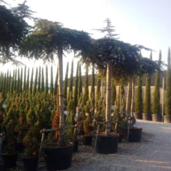 Ceder Als Dakboom (Cedrus Deodara 'Pendula') -Goedkope Tuin Sprankel Winkel cedrus deodara dak