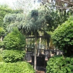 Ceder Als Boom (Cedrus Deodara 'Feelin Blue') -Goedkope Tuin Sprankel Winkel cedrus deodara feelin blue 20 25ho 1