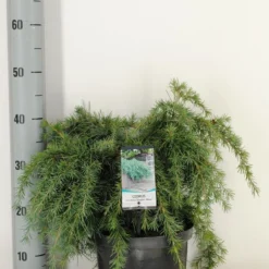 Ceder (Cedrus Deodara 'Feelin Blue') -Goedkope Tuin Sprankel Winkel cedrus deodara feelin blue c5 m