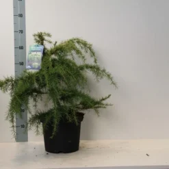 Ceder (Cedrus Deodara 'Golden Horizon') -Goedkope Tuin Sprankel Winkel cedrus deodara golden horizon 40 50 cm c7.5