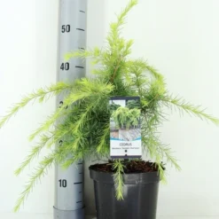 Ceder (Cedrus Deodara 'Golden Horizon') -Goedkope Tuin Sprankel Winkel cedrus deodara golden horizon c3 m