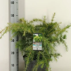 Ceder (Cedrus Deodara 'Golden Horizon') -Goedkope Tuin Sprankel Winkel cedrus deodara golden horizon c5 m