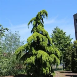 Treurceder (Cedrus Deodara 'Pendula') -Goedkope Tuin Sprankel Winkel cedrus deodara pendula