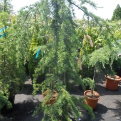 Treurceder (Cedrus Deodara 'Pendula') -Goedkope Tuin Sprankel Winkel cedrus deodara pendula 150 175 c35