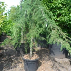 Treurceder (Cedrus Deodara 'Pendula') -Goedkope Tuin Sprankel Winkel cedrus deodara pendula 20 25ho c110