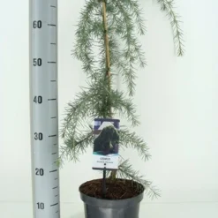 Treurceder (Cedrus Deodara 'Pendula') -Goedkope Tuin Sprankel Winkel cedrus deodara pendula c3 m 1