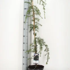 Treurceder (Cedrus Deodara 'Pendula') -Goedkope Tuin Sprankel Winkel cedrus deodara pendula c5 m 1