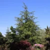 Libanonceder (Cedrus Libani) -Goedkope Tuin Sprankel Winkel cedrus libani