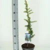 Atlasceder (Cedrus Libani 'Atlantica Aurea') -Goedkope Tuin Sprankel Winkel cedrus libani atlantica aurea c3 m