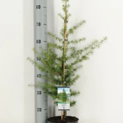 Libanonceder (Cedrus Libani) -Goedkope Tuin Sprankel Winkel cedrus libani c3 m 1