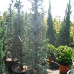 Zuilvormige Ceder (Cedrus Libani 'Fastigiata') -Goedkope Tuin Sprankel Winkel cedrus libani fastigiata 175 200 250