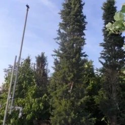 Zuilvormige Ceder (Cedrus Libani 'Fastigiata') -Goedkope Tuin Sprankel Winkel cedrus libani fastigiata 300 350 c250 1