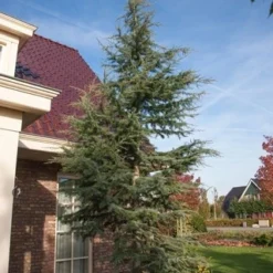 Atlasceder (Cedrus Libani 'Glauca') -Goedkope Tuin Sprankel Winkel cedrus libani glauca