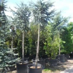 Atlasceder (Cedrus Libani 'Glauca') -Goedkope Tuin Sprankel Winkel cedrus libani glauca 25 30ho c240