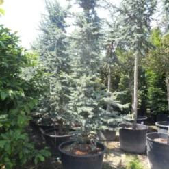Atlasceder (Cedrus Libani 'Glauca') -Goedkope Tuin Sprankel Winkel cedrus libani glauca 350 400 c240