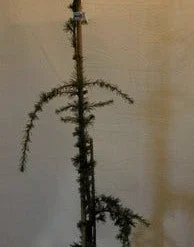Treurceder Als Boom (Cedrus Libani 'Glauca Pendula') -Goedkope Tuin Sprankel Winkel cedrus libani glauca pendula 1