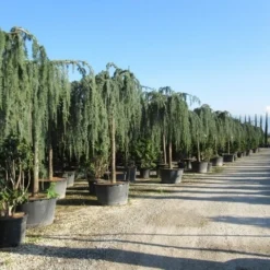 Treurceder Als Boom (Cedrus Libani 'Glauca Pendula') -Goedkope Tuin Sprankel Winkel cedrus libani glauca pendula 2 1 1