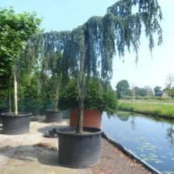 Treurceder Als Boom (Cedrus Libani 'Glauca Pendula') -Goedkope Tuin Sprankel Winkel cedrus libani glauca pendula 35 40ho c1000 1