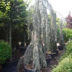 Treurceder Als Boom (Cedrus Libani 'Glauca Pendula') -Goedkope Tuin Sprankel Winkel cedrus libani glauca pendula 350 400 c160 1
