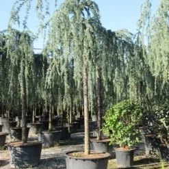 Treurceder Als Boom (Cedrus Libani 'Glauca Pendula') -Goedkope Tuin Sprankel Winkel cedrus libani glauca pendula 3 1