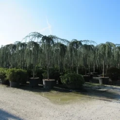 Treurceder Als Boom (Cedrus Libani 'Glauca Pendula') -Goedkope Tuin Sprankel Winkel cedrus libani glauca pendula 4