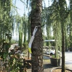 Treurceder Als Boom (Cedrus Libani 'Glauca Pendula') -Goedkope Tuin Sprankel Winkel cedrus libani glauca pendula 5