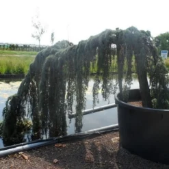 Treurceder Als Boom (Cedrus Libani 'Glauca Pendula') -Goedkope Tuin Sprankel Winkel cedrus libani glauca pendula halfstam c1000 solitair 1