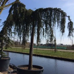 Treurceder Als Boom (Cedrus Libani 'Glauca Pendula') -Goedkope Tuin Sprankel Winkel cedrus libani glauca pendula hoogstam solt 1