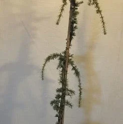 Treurceder Als Boom (Cedrus Libani 'Glauca Pendula') -Goedkope Tuin Sprankel Winkel cedrus libani glaucapendula150 175 1