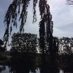 Treurceder Als Boom (Cedrus Libani 'Glauca Pendula') -Goedkope Tuin Sprankel Winkel cedrus libanica glauca pendula solitair geveerd