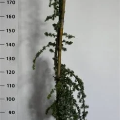 Treurceder (Cedrus Libani 'Glauca Pendula') -Goedkope Tuin Sprankel Winkel cedrusglaucape