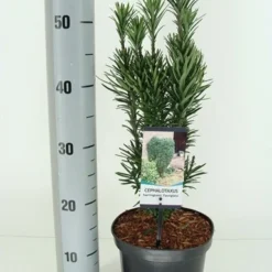 Knoptaxus (Cephalotaxus Harringtonia 'Fastigiata') -Goedkope Tuin Sprankel Winkel cephalotaxus harr. fastigiata winter c3 m