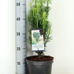 Knoptaxus (Cephalotaxus Harringtonia 'Fastigiata') -Goedkope Tuin Sprankel Winkel cephalotaxus harr. fastigiata zomer c3 m
