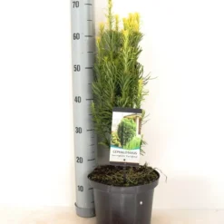 Knoptaxus (Cephalotaxus Harringtonia 'Fastigiata') -Goedkope Tuin Sprankel Winkel cephalotaxus harringtonia fastigiata zomer c5 m